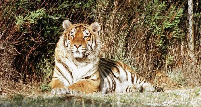 Giornata mondiale della natura selvatica