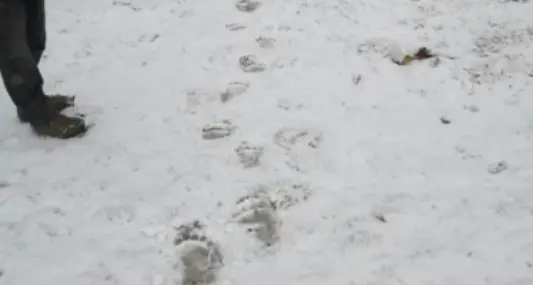 Val di Fiemme: l'orso M49 è tornato a farsi vivo Trovate le impronte sulla neve a Castello Molina Ha distrutto un'arnia di api in una Azienda agricola