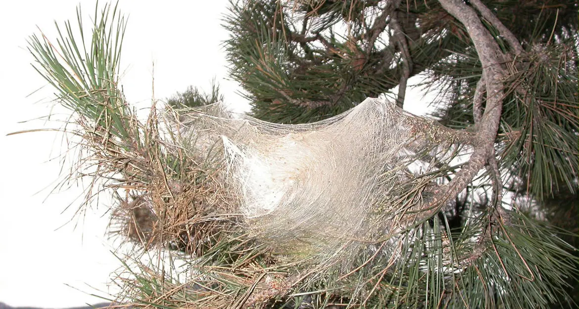 Con il caldo prolifera nelle pinete la processionaria urticante, però non si può farci praticamente niente