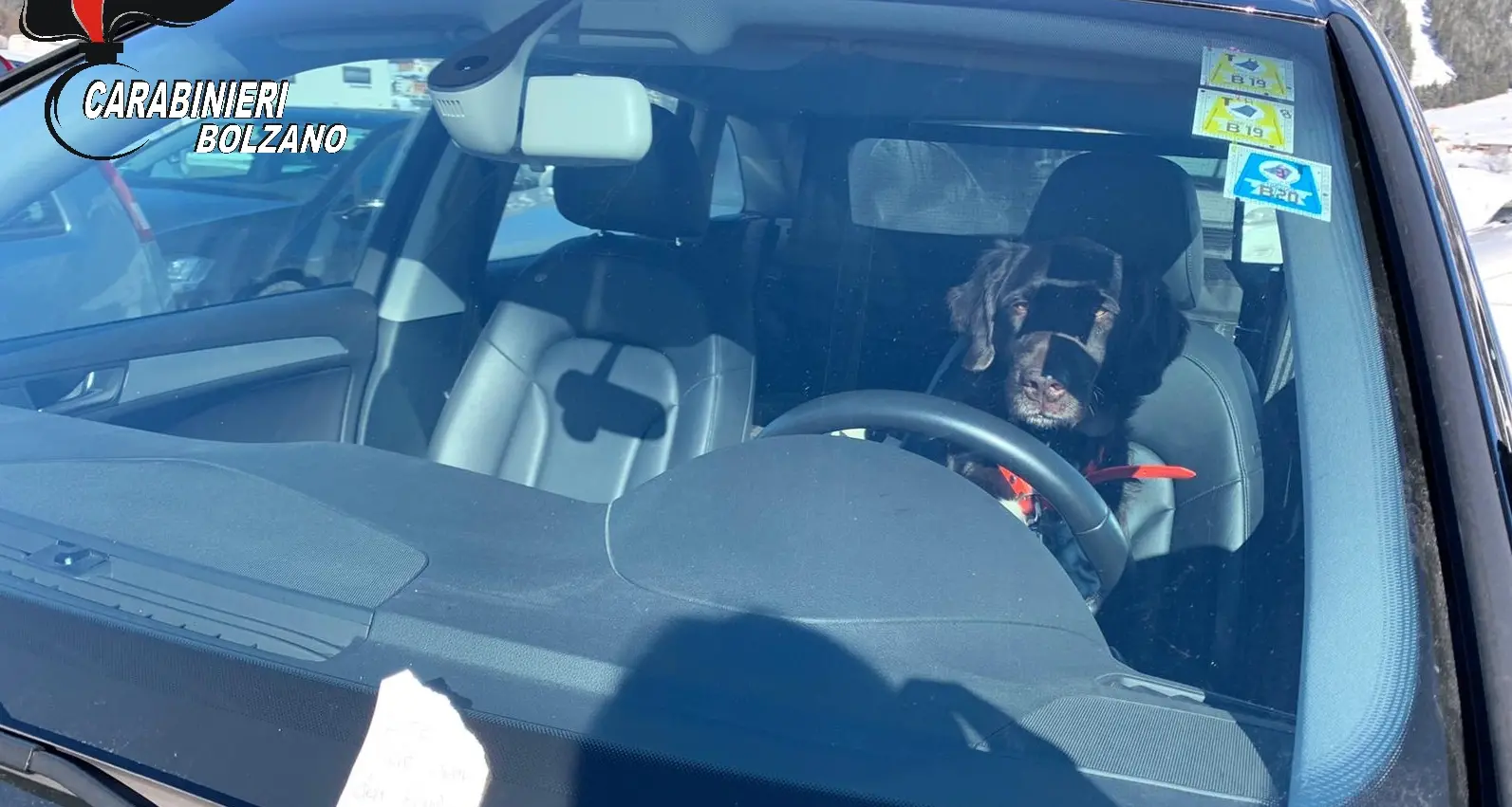 Vanno a sciare e lasciano il cane in auto quattro ore: due turisti tedeschi denunciati