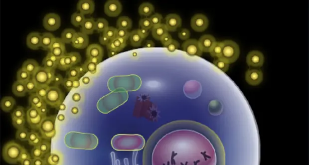 Infertilità femminile, confermato che nell'ovaio non ci sono cellule staminali, ma solo ovociti