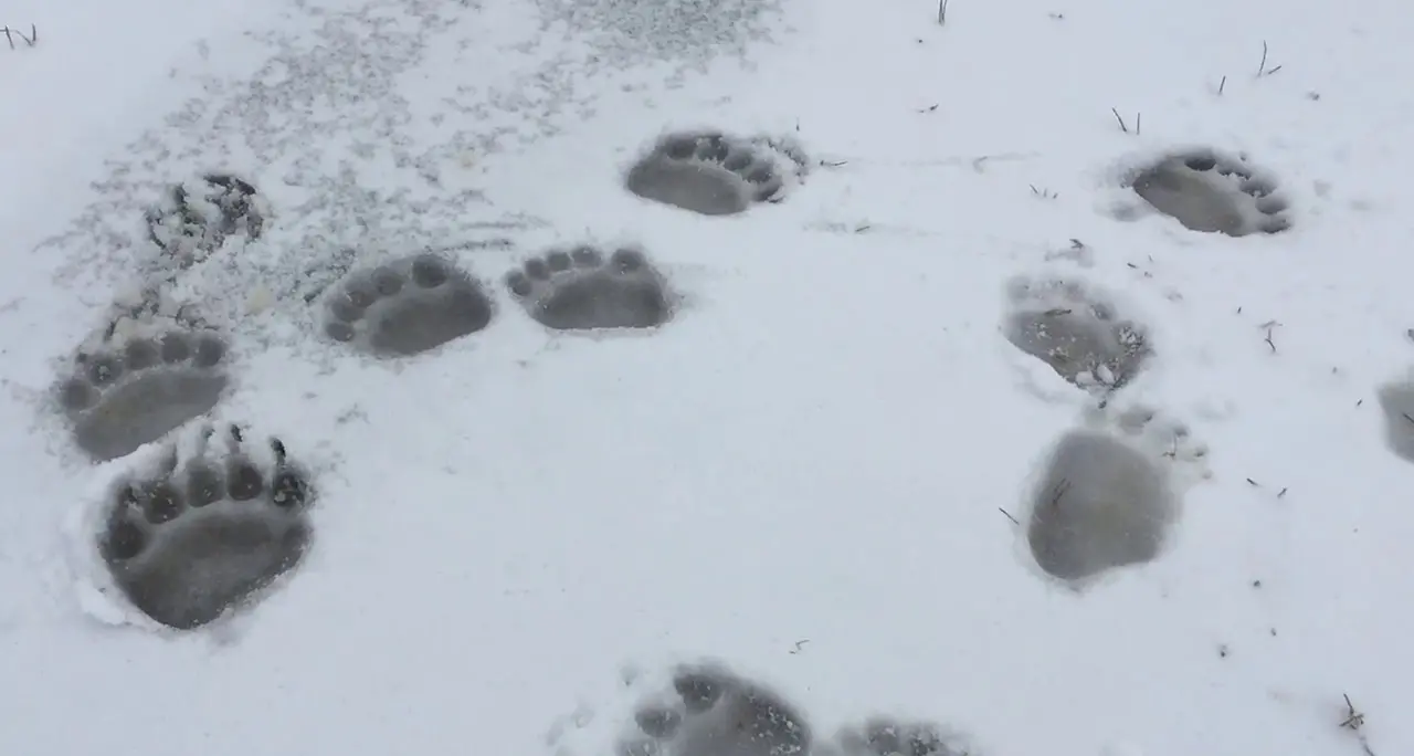 L'orso M49 scende a valle: avvistato in centro a Molina di Fiemme poi attacca un asino a Daiano
