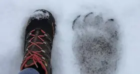 M49 in paese a Molina di Fiemme allontanato dai cani da orso: ancora valido l'ordine di cattura