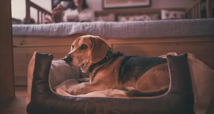 I cani di casa sono più ansiosi e stressati, la colpa è del rumore
