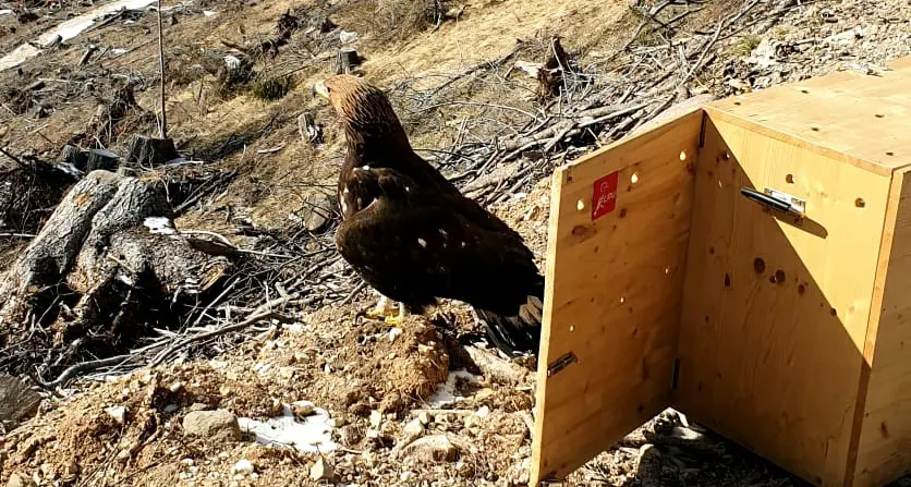 L'aquila ferita e curata a Trento Il video della liberazione