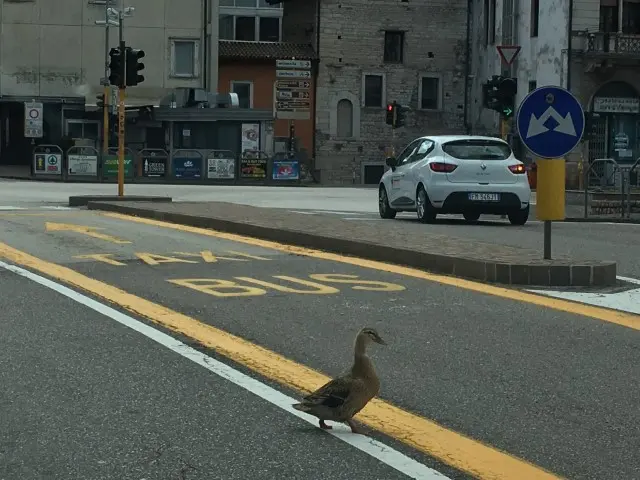trento - Via Pozzo, con un'anatra del laghetto di Piazza Dante