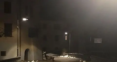 Gli animali si riprendono gli spazi