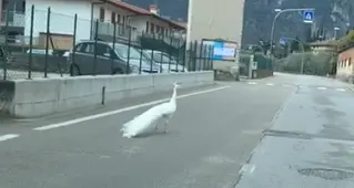 Riva: la passeggiata del pavone bianco sulla strada deserta - VIDEO
