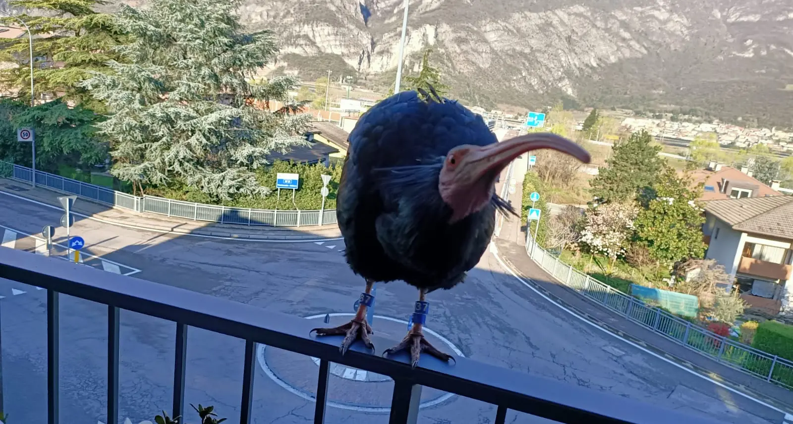 L'incontro straordinario sul balcone di casa con un Ibis eremita - VIDEO