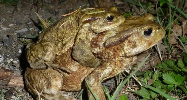 Volontari in soccorso dei rospi, li aiuteranno ad attraversare le strade