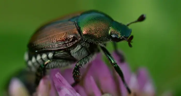 Dopo la cimice asiatica lo scarabeo giapponese