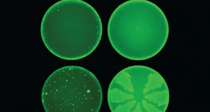 L'intelligenza artificiale scopre un nuovo farmaco super-antibiotico