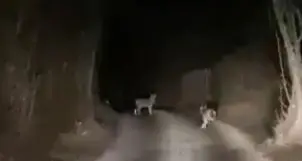 Quattro lupi nei campi di Levico il video notturno a Santa Giuliana dove qualcuno li \"pastura\"
