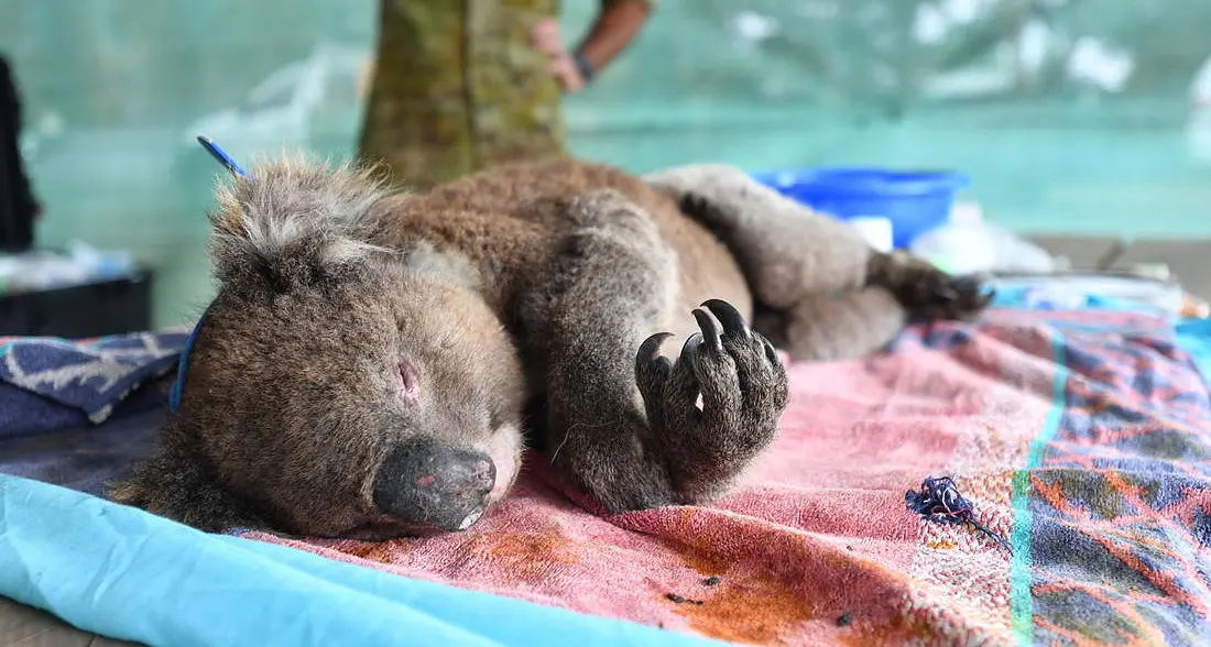 Dopo i devastanti incendi koala a rischio estinzione: il Wwf lancia l'allarme