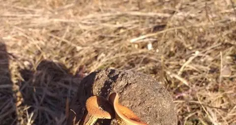 Bedollo: già spuntano i primi funghi del 2020