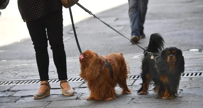 Padrone non raccoglie la cacca del suo cane: multato per 400 euro
