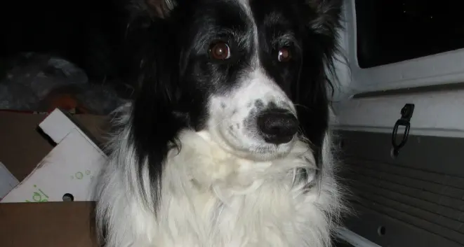 Alle porte di Campiglio ritrovato un cane femmina di razza Border Collie