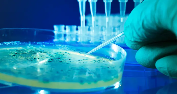 Infarto, complice un batterio intestinale