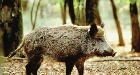 Danni da cinghiale: il Chiese esasperato batte cassa in Provincia