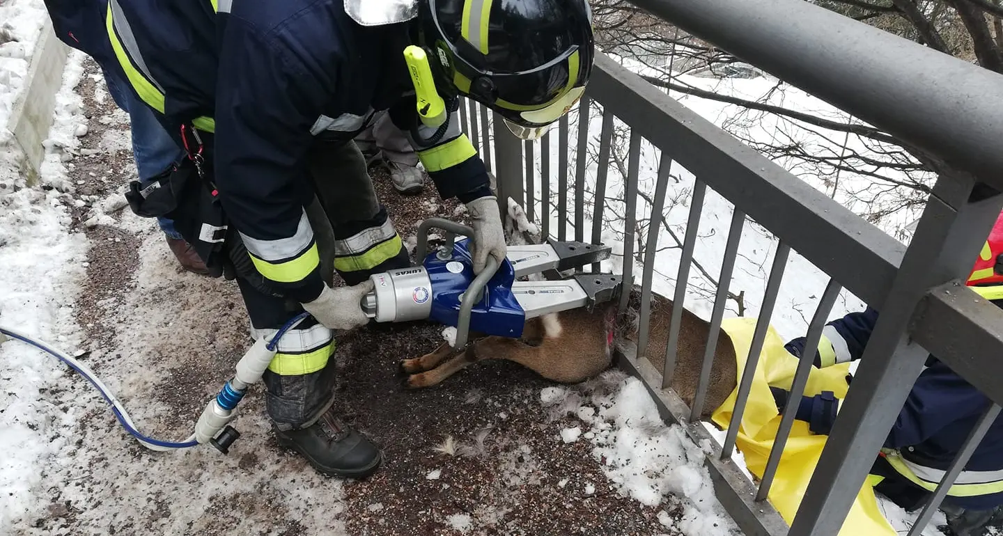 Moena: pompieri al lavoro con pinze idrauliche per liberare un cucciolo di capriolo sul ponte