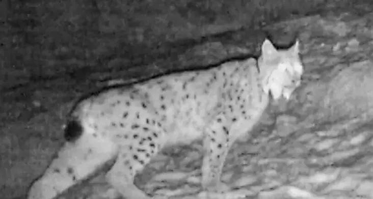 Fotografata la lince: è sempre in Val Lorina