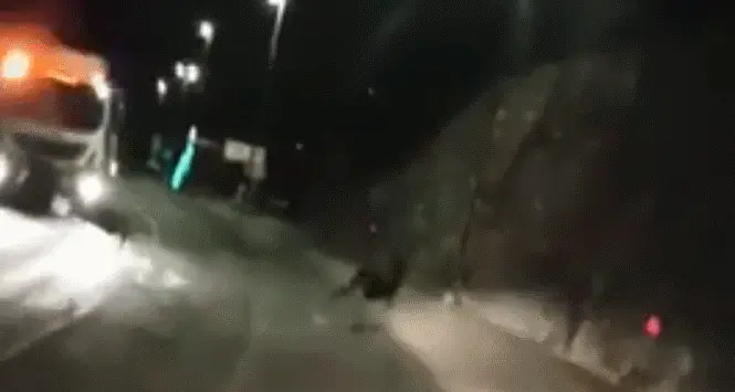 Cervi sulla provinciale uno finisce sotto al camion stamattina in Val di Ledro - VIDEO