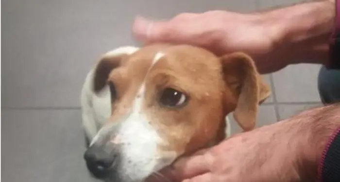 Abbandonano cagnolina in aeroporto e partono: denunciati due turisti