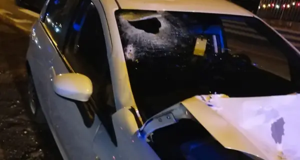 Cervi e caprioli, troppi scontri Sulla statale limite a 50 km orari