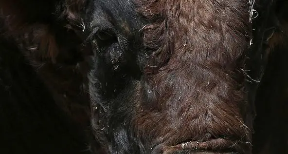 Toro fugge dal macello: ucciso dai carabinieri a colpi di pistola