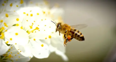 Anche le api soffrono ma la loro salvezza può venire dai giardini urbani