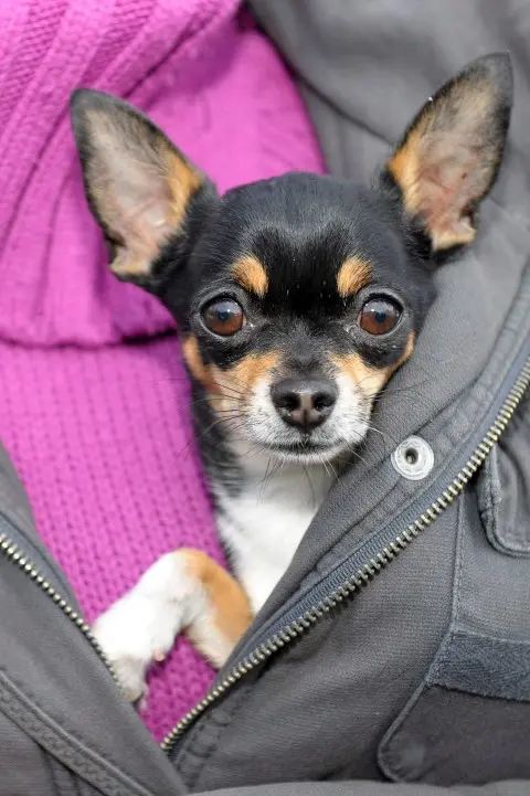 Uccide a bastonate il suo chihuahua perché abbaia troppo
