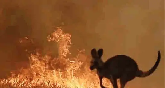 Così i trentini d'Australia vivono il dramma degli incendi