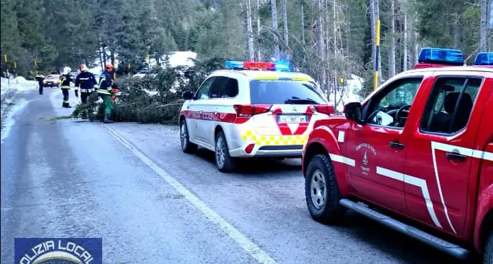 San Pellegrino, gigantesco abete precipita sulla strada e sfiora un'auto di passaggio