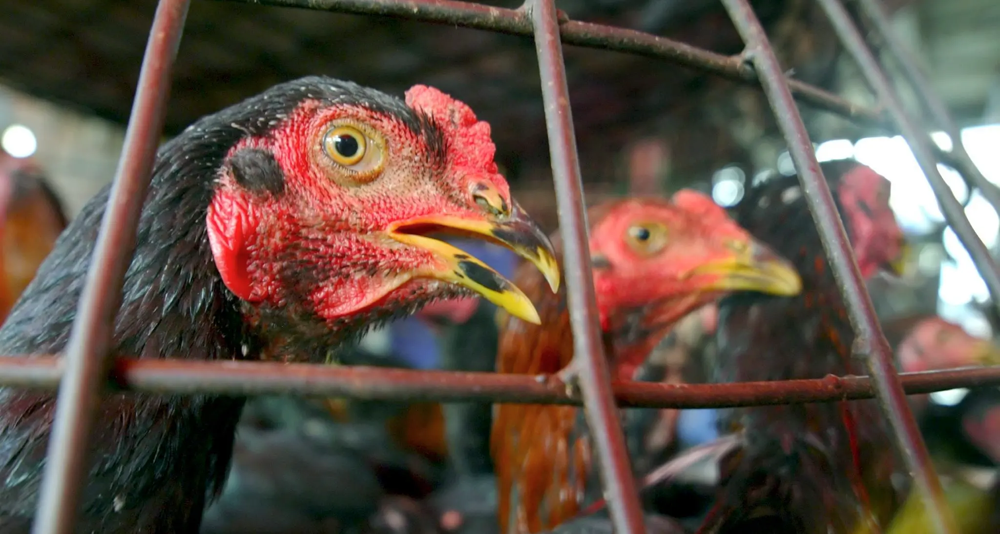 Galline, faraone e quaglie mezze morte su un furgone: denunciato per maltrattamenti