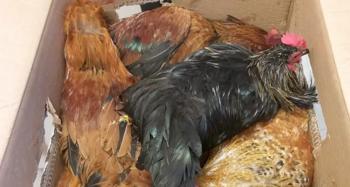 Galline stipate e asfissiate nel bagagliaio della coupé: gli agenti ne salvano 40