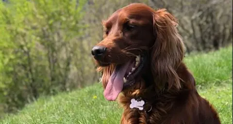 Malga Pozze: una setter scappa e passa la notte a oltre 2.000 m ritrovata miracolosamente vita