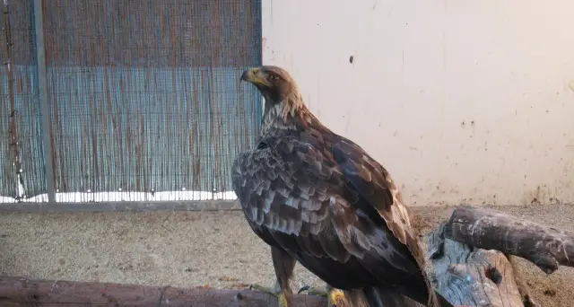 L'aquila mangia troppo e non riesce più a volare: soccorsa e liberata tre giorni dopo