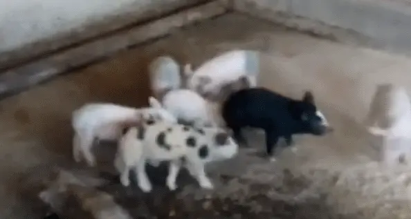 I simpatici porcellini che giocano nella stalla di Bedollo dell'azienda agricola Le Mandre