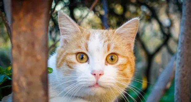 Oggi è la Giornata Mondiale dei gatti: impazza sul web