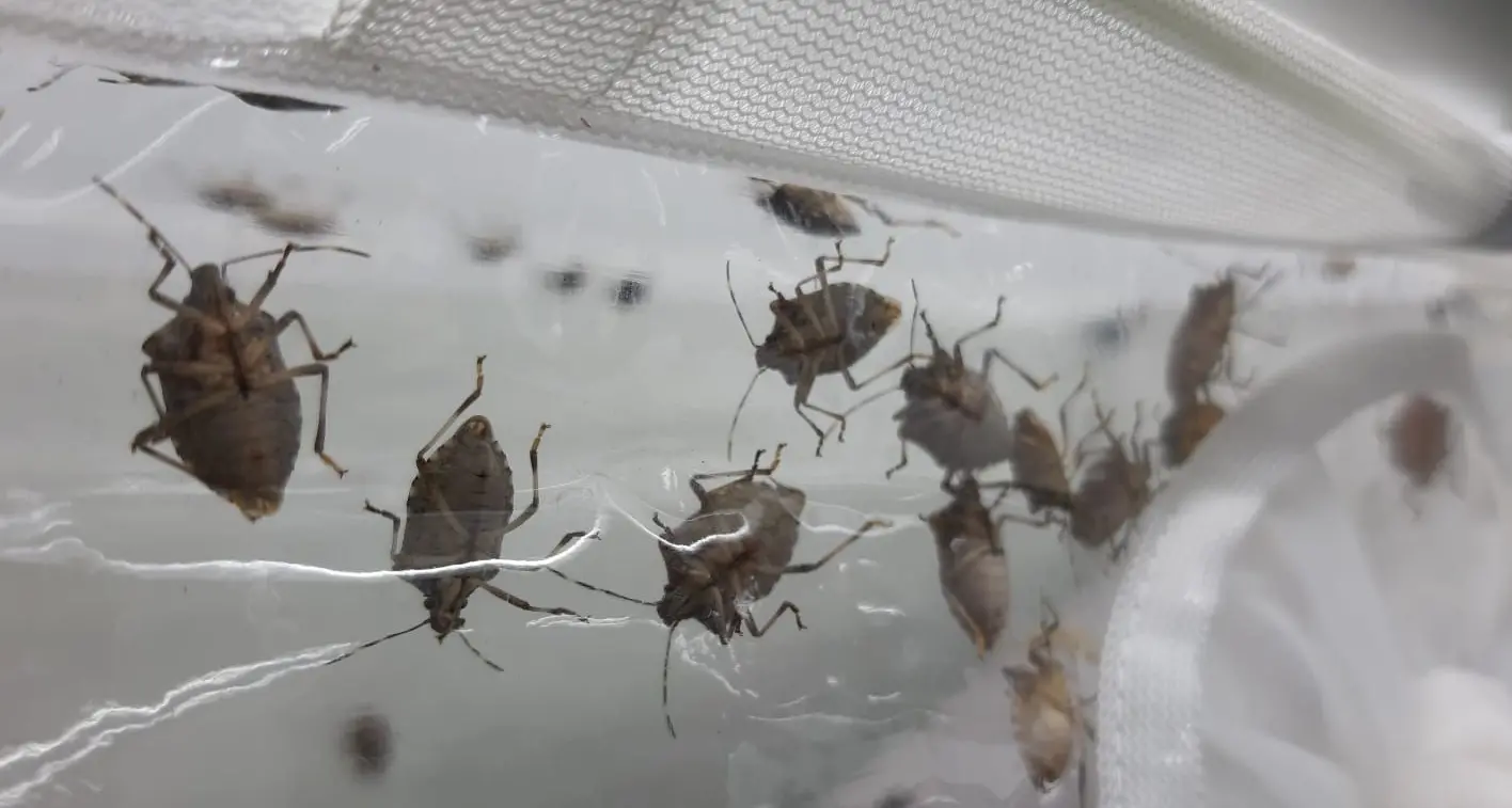 Parte la \"caccia\" grossa alla cimice asiatica: appello della Fondazione Mach a catturarle vive e a consegnarle per nutrire la vespa samurai