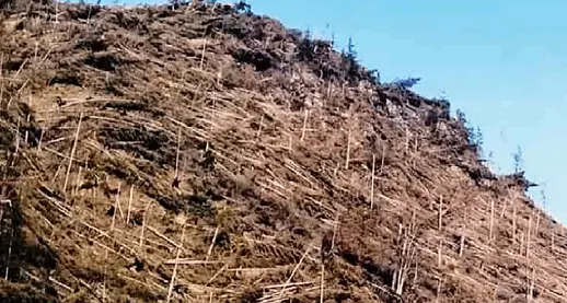 Montagna, dopo Vaia niente rimboschimenti