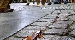 Una task force contro blatte e topi