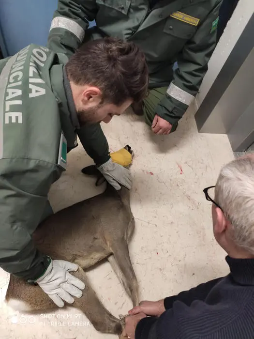 Un giovane esemplare di capriolo è stato catturato all'interno di una scuola a Imola, nel Bolognese, 16 gennaio 2020. L'animale era nell'atrio dell'Istituto Paolini, dove è stato avvistato dal personale scolastico, davanti all'ascensore. Sono quindi intervenuti gli agenti della polizia locale della Città Metropolitana, insieme ai colleghi della municipale e al servizio veterinario. Nel frattempo è stato impedito l'ingresso agli studenti. Il capriolo è stato immobilizzato e bendato e poi trasportato in una zona collinare, per essere liberato. ANSA / Città metropolitana di Bologna +++ ANSA PROVIDES ACCESS TO THIS HANDOUT PHOTO TO BE USED SOLELY TO ILLUSTRATE NEWS REPORTING OR COMMENTARY ON THE FACTS OR EVENTS DEPICTED IN THIS IMAGE; NO ARCHIVING; NO LICENSING +++