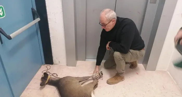 Capriolo entra a scuola: catturato e liberato