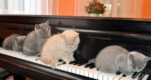 Ecco la musica per gatti: fra le note miagolii, fusa, graffi e leccate