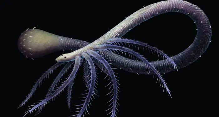 Scoperto l'animale che si è evoluto perdendo le parti inutili