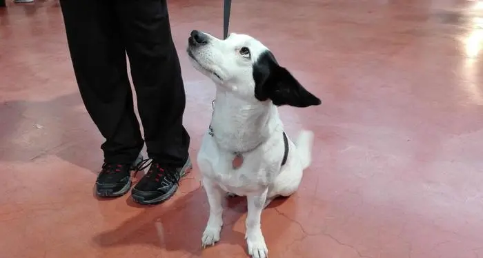 Fido e Micio dal veterinario: proprietari attenti alla loro salute