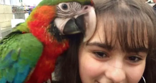 Annalisa a soli 15 anni alleva pappagalli ed è una campionessa