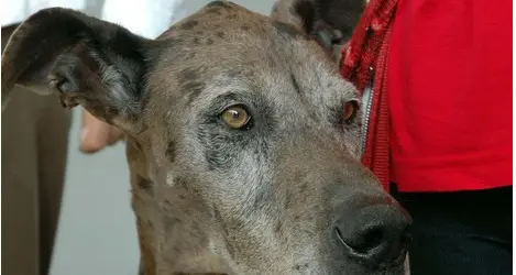 Trovata morta in giardino con ferite profonde: forse sbranata da due alani