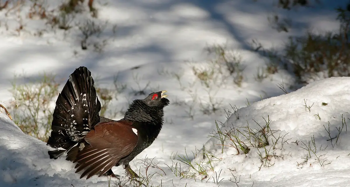 Messaggio mafioso al biologo che tutela il gallo cedrone in Trentino: proiettile sull'auto